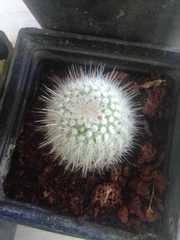 Parodia scopa