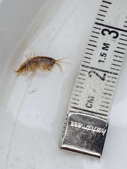 Gammarus pulex