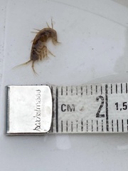 Gammarus pulex
