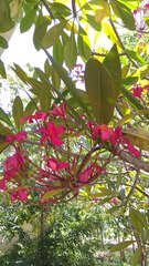 Plumeria rubra