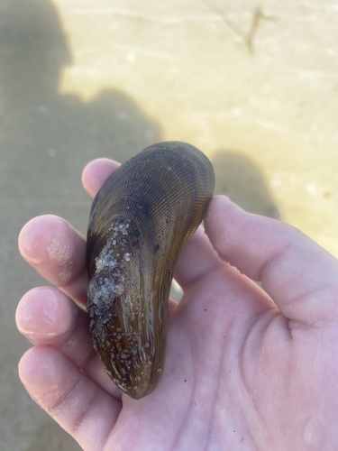Southern Ribbed Mussel