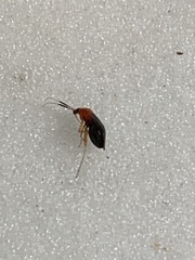 Rhinocapsus vanduzeei