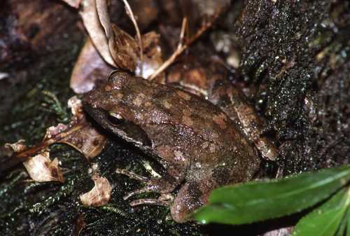 Rana italica
