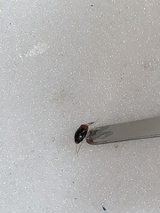 Rhinocapsus vanduzeei