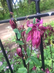 Aquilegia vulgaris