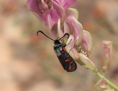Zygaena rhadamanthus