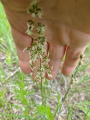 Anthoxanthum repens