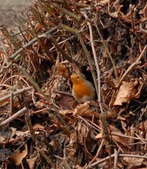 Erithacus rubecula