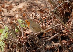 Erithacus rubecula