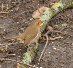 Erithacus rubecula
