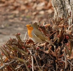 Erithacus rubecula
