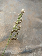 Anthoxanthum repens