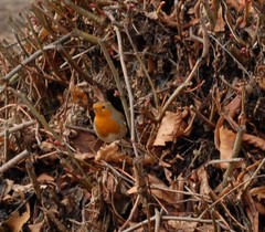 Erithacus rubecula