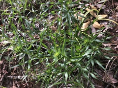 Liatris compacta