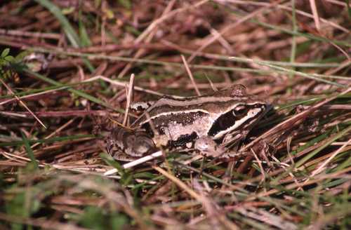 Rana arvalis