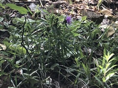 Liatris compacta