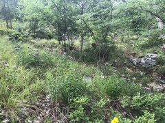 Liatris compacta