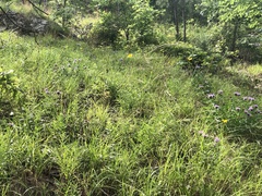 Liatris compacta