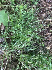 Liatris compacta