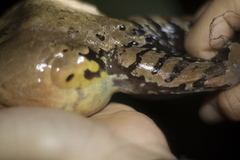 Savage's Thin-Toed Frog photo 5