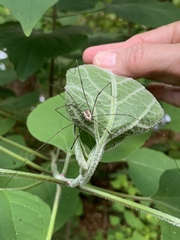 Leiobunum rotundum
