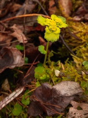 Chrysosplenium serreanum