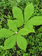 Aesculus hippocastanum