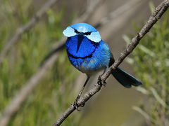 Splendid Fairywren photo 3