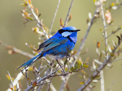 Splendid Fairywren photo 5
