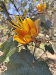 ×chiranthofremontia lenzii
