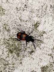 Panagaeus bipustulatus