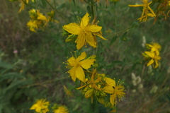 Hypericum perforatum