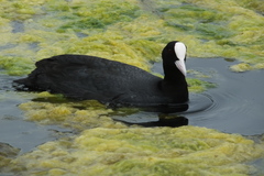 Fulica atra