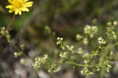 Galium firmum