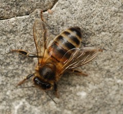 Apis mellifera