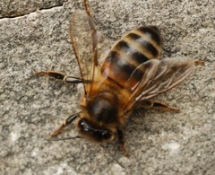 Apis mellifera