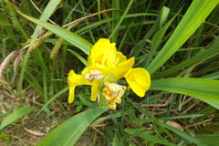 Iris pseudacorus