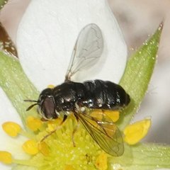 Paragus