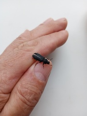 Tenebrio molitor