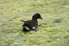 Gallinula chloropus