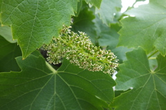 Vitis vinifera