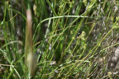Galium firmum