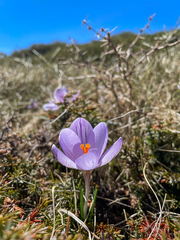 Crocus corsicus