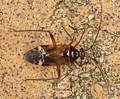 Eustictus