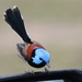Lovely Fairywren - Photo (c) Malcolm Tattersall, some rights reserved (CC BY-NC-SA)