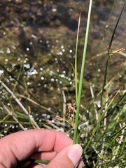 Juncus arcticus