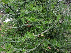 Euphorbia tithymaloides