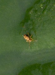 Dicyrtomina saundersi