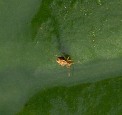 Dicyrtomina saundersi