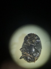 Pseudocanthon perplexus